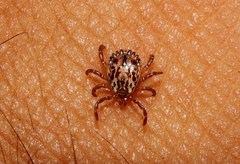 Amblyomma cajennense