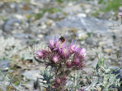 Carduus carlinoides