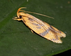 Periacma isanensis