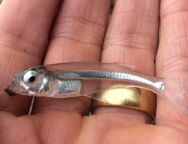 Longfin Silverside