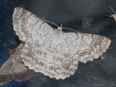 Pingasa rubimontana