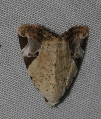 Pseudeustrotia semialba