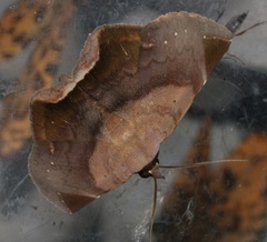 Psimada quadripennis