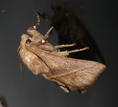 Quasithosea obliquistriga