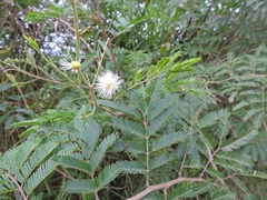 Mimosa bimucronata