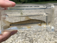 Phenacobius mirabilis