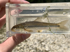 Phenacobius mirabilis