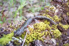 Aneides klamathensis