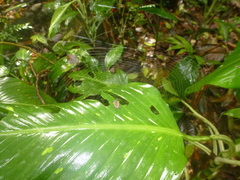 Micrathena plana