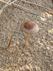Conocybe dunensis