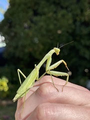 Mantidae