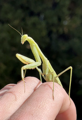 Mantidae