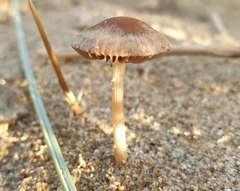 Conocybe dunensis