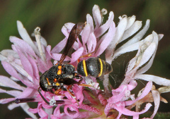 Leptochilus republicanus