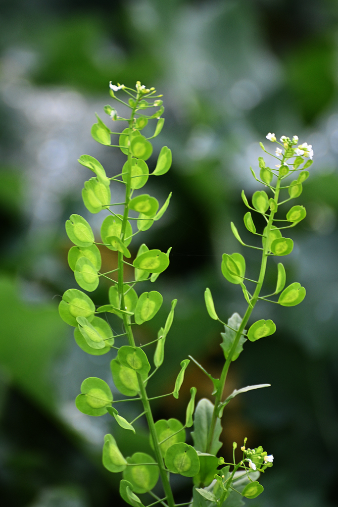 Thlaspi arvense — a medium houseplant, prefers full sun light