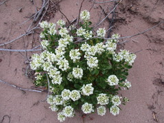 Stackhousia spathulata