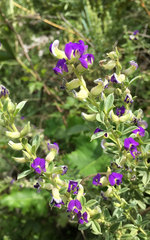 Lotononis lotononoides