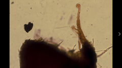 Tarzetta cupularis