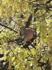 Columba palumbus