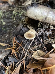 Mycena tenax
