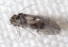 Peripsocus
