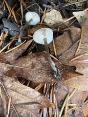 Mycena tenax