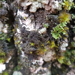 Ricasolia amplissima