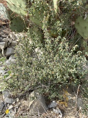 Ayenia microphylla