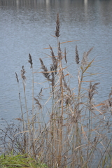 Phragmites australis