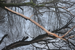 Ondatra zibethicus