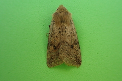 Agrochola blidaensis