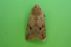 Agrochola blidaensis