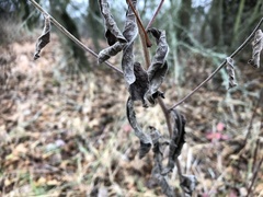 Pentanema squarrosum