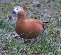 Tadorna ferruginea