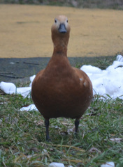 Tadorna ferruginea