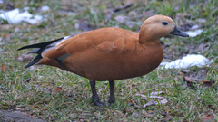 Tadorna ferruginea