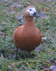 Tadorna ferruginea