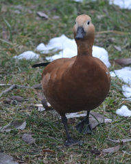 Tadorna ferruginea