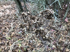 Pentanema squarrosum