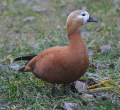 Tadorna ferruginea