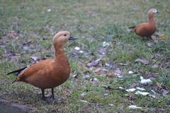Tadorna ferruginea