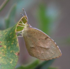 Abaeis mexicana