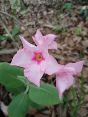 Mandevilla illustris