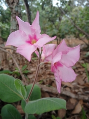 Mandevilla illustris