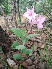 Mandevilla illustris