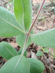 Mandevilla illustris