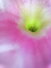 Mandevilla illustris