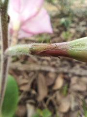 Mandevilla illustris