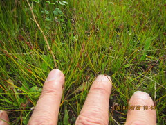 Schoenus concinnus