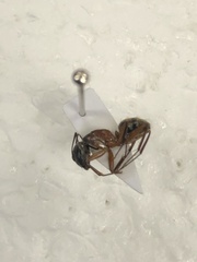 Camponotus chromaiodes